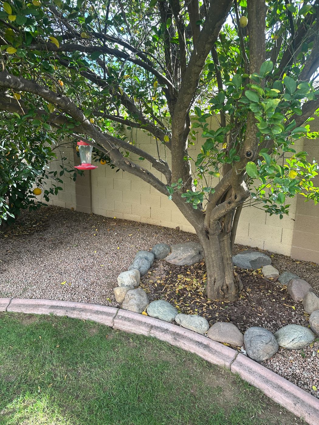 Fruit Tree Debris Cleanup after service
