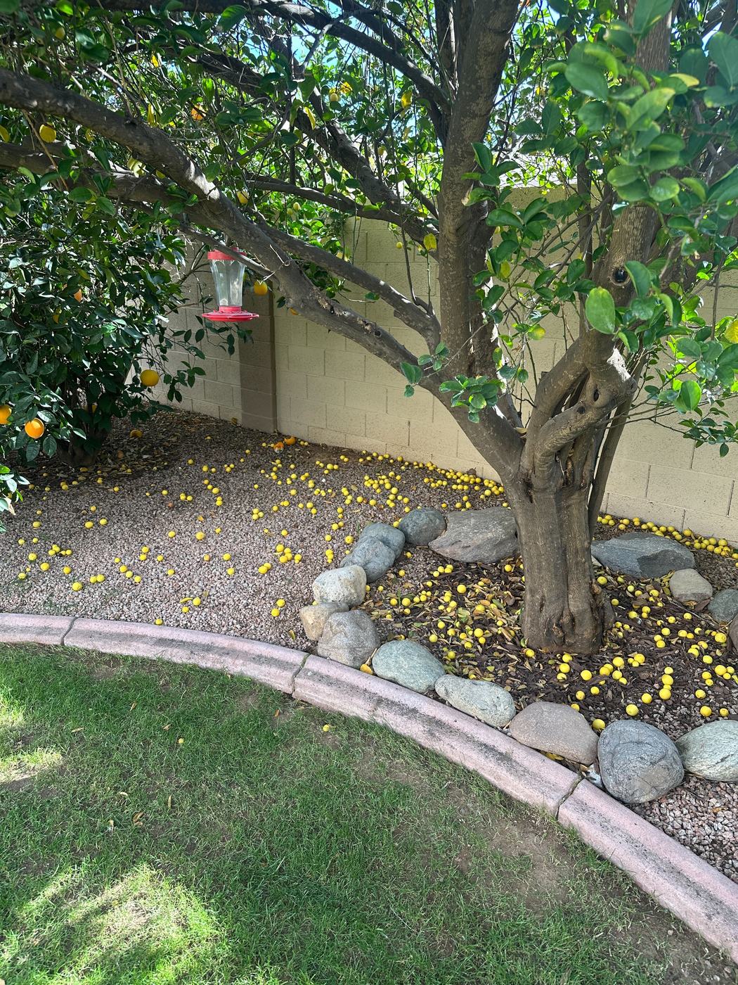 Fruit Tree Debris Cleanup before service