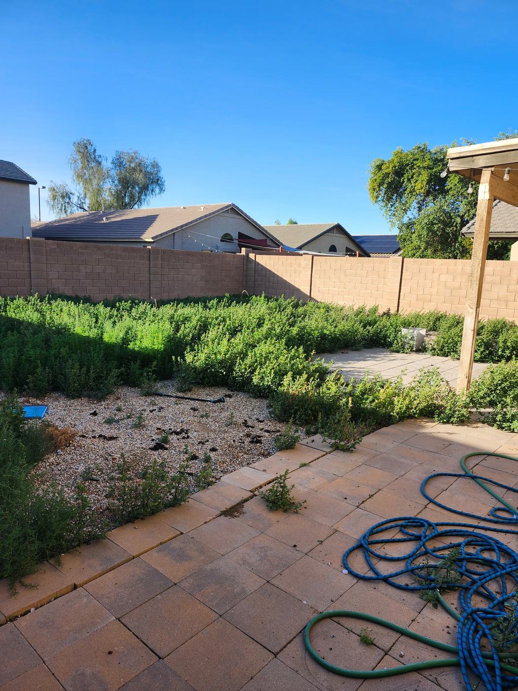 Front Palm Yard Cleanup before service