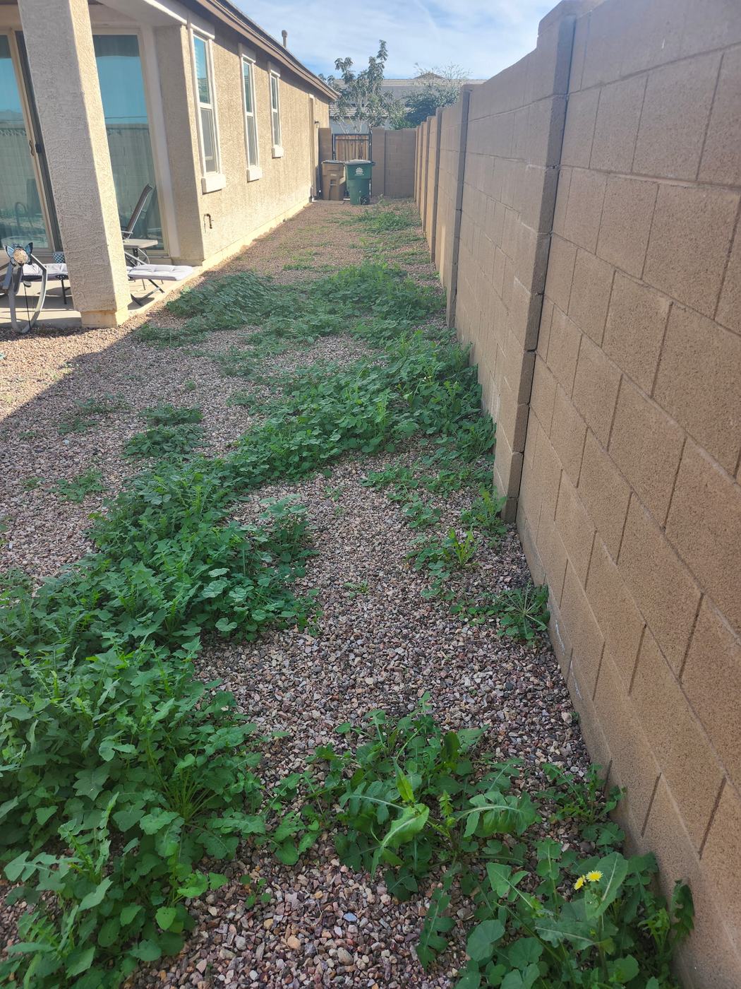 Front Lawn and Palm Cleanup before service