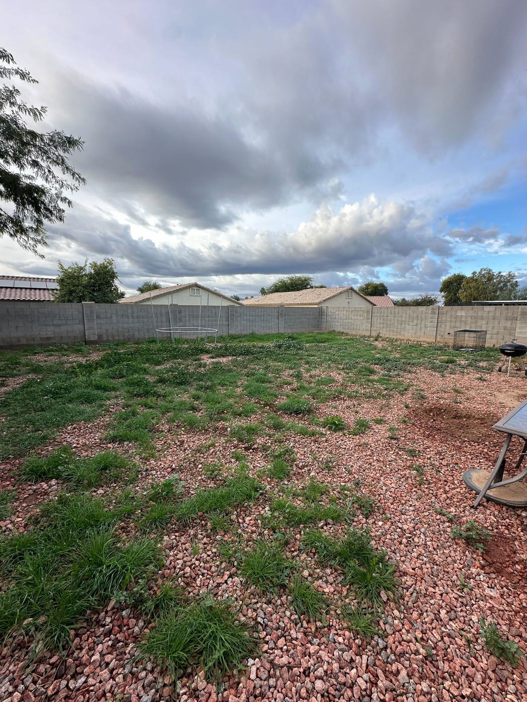 Large Backyard Weed Reset before service