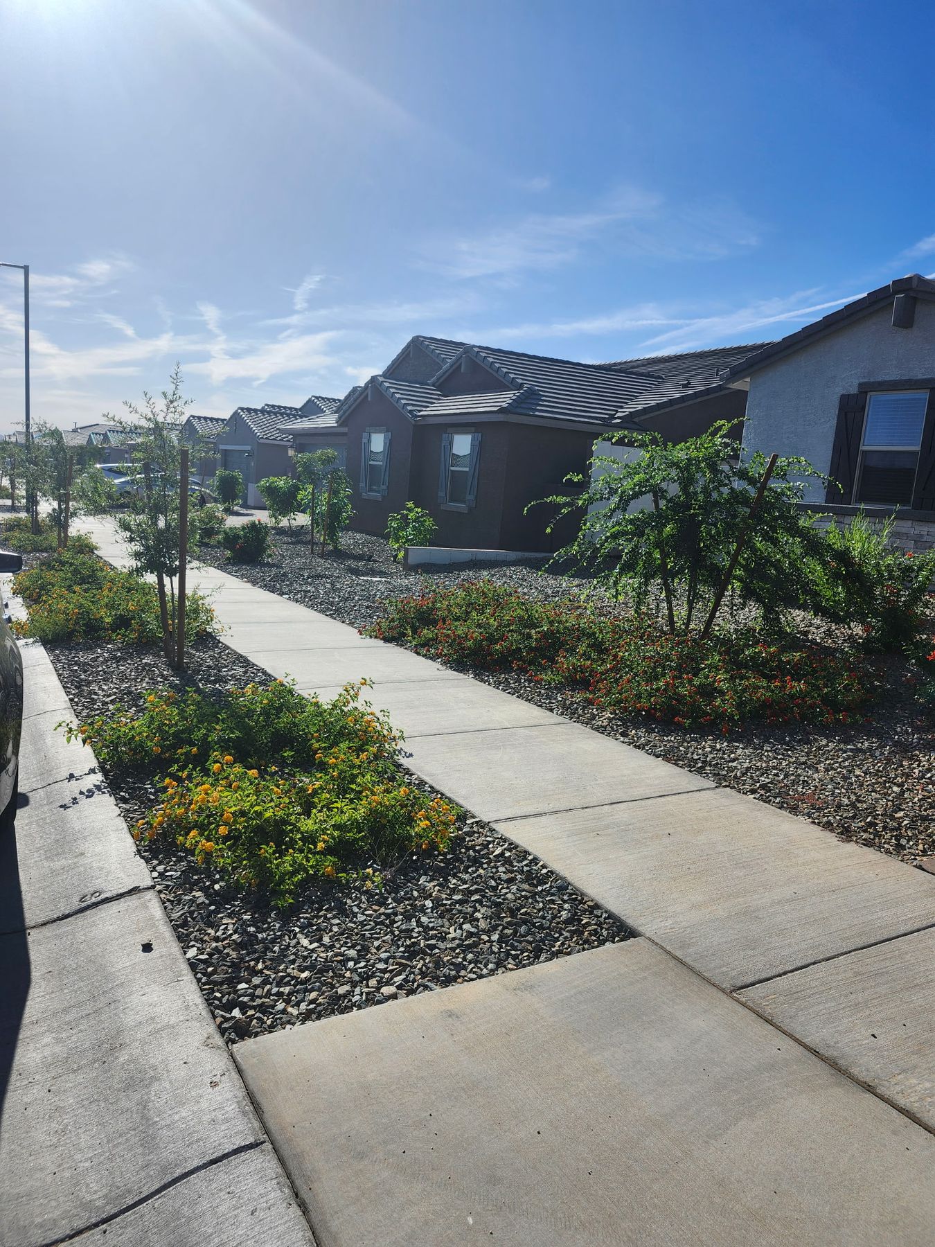 Desert plant installation and plant removal in a West Valley yard