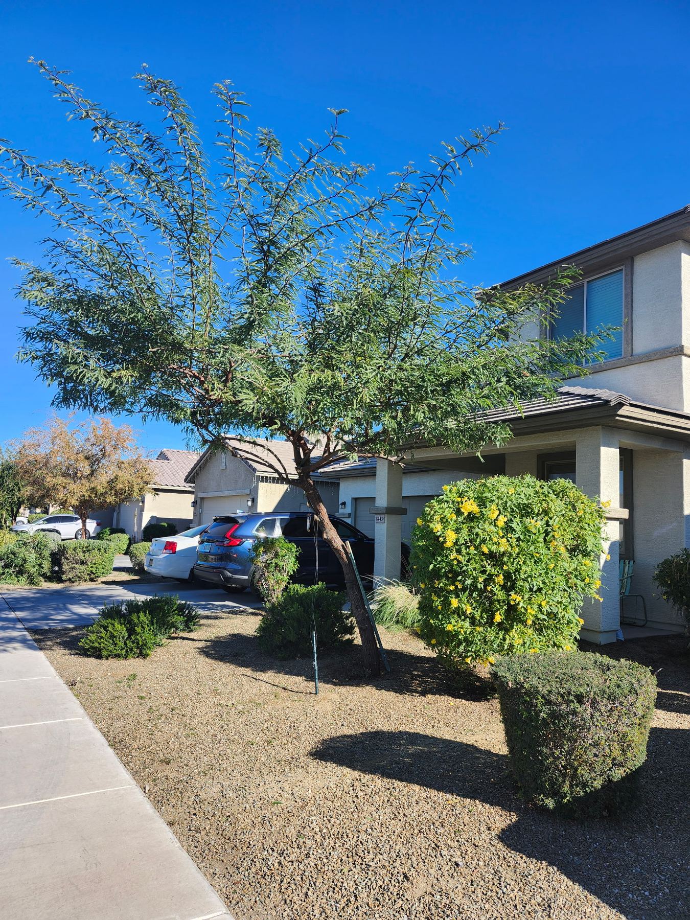 Tree and shrub trimming for a Glendale residential yard in Buckeye